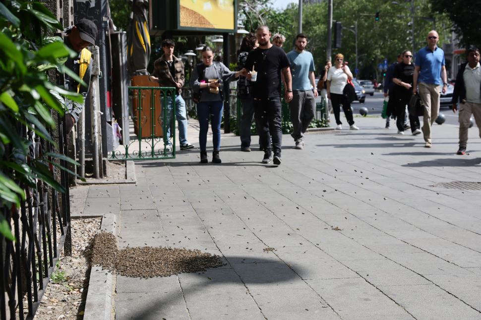 Un apicultor capturează un roi de albine de pe trotuar, la Piața Romană din București: Imagini cu „intervenția” de pe artera aglomerată 1073893