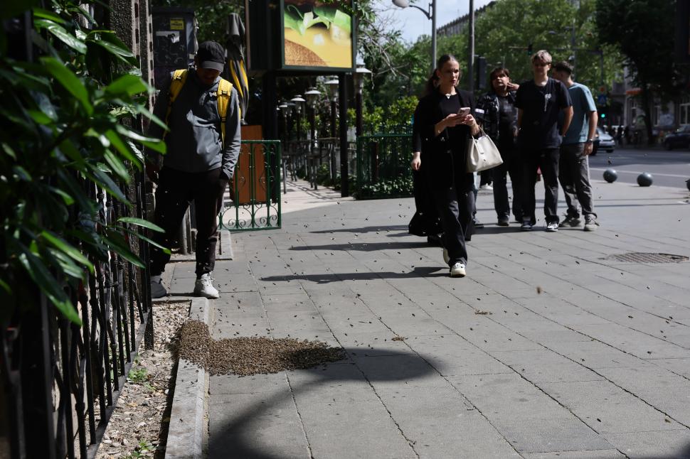 Un apicultor capturează un roi de albine de pe trotuar, la Piața Romană din București: Imagini cu „intervenția” de pe artera aglomerată 1073894