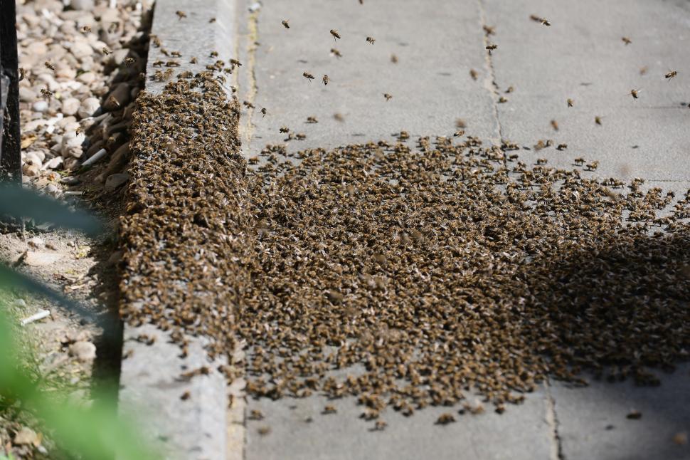Un apicultor capturează un roi de albine de pe trotuar, la Piața Romană din București: Imagini cu „intervenția” de pe artera aglomerată 1073895