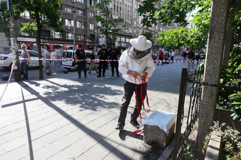 Un apicultor capturează un roi de albine de pe trotuar, la Piața Romană din București: Imagini cu „intervenția” de pe artera aglomerată 1073902