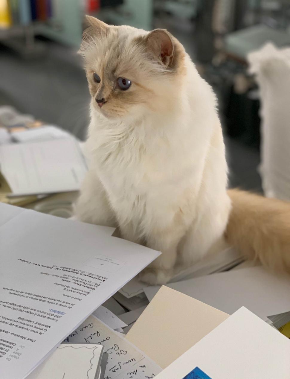 Pisica cu bodyguard, menajere și bucătar a lui Karl Lagerfeld n-a primit nici până acum vreun ban din moștenirea promisă  1074241