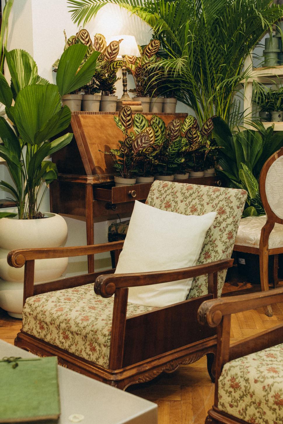 O vilă istorică din București, cu o poveste fascinantă, e virală după ce a fost umplută cu 1.000 de ghivece. Cum arată Casa Plantelor 1074858