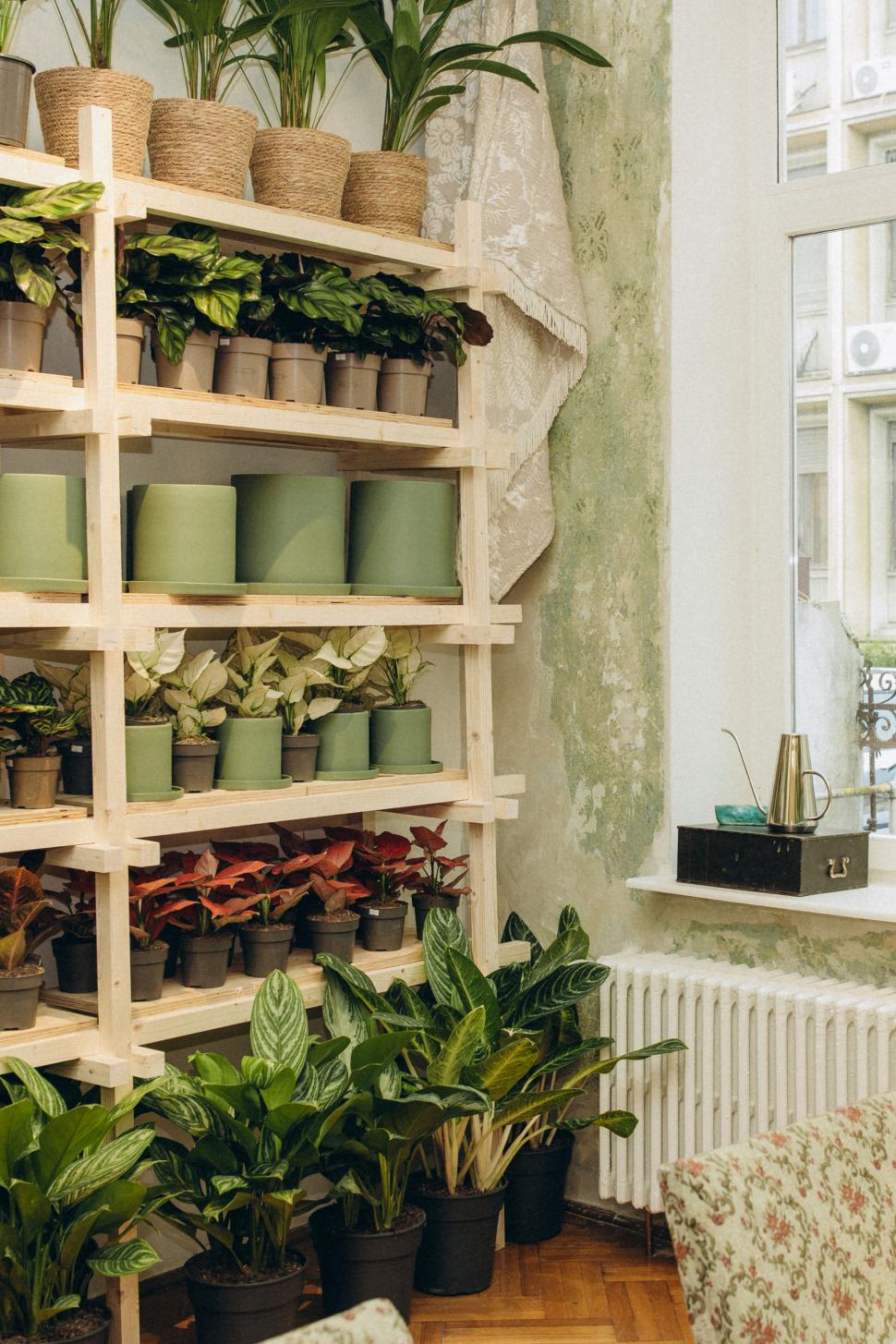 O vilă istorică din București, cu o poveste fascinantă, e virală după ce a fost umplută cu 1.000 de ghivece. Cum arată Casa Plantelor 1074859