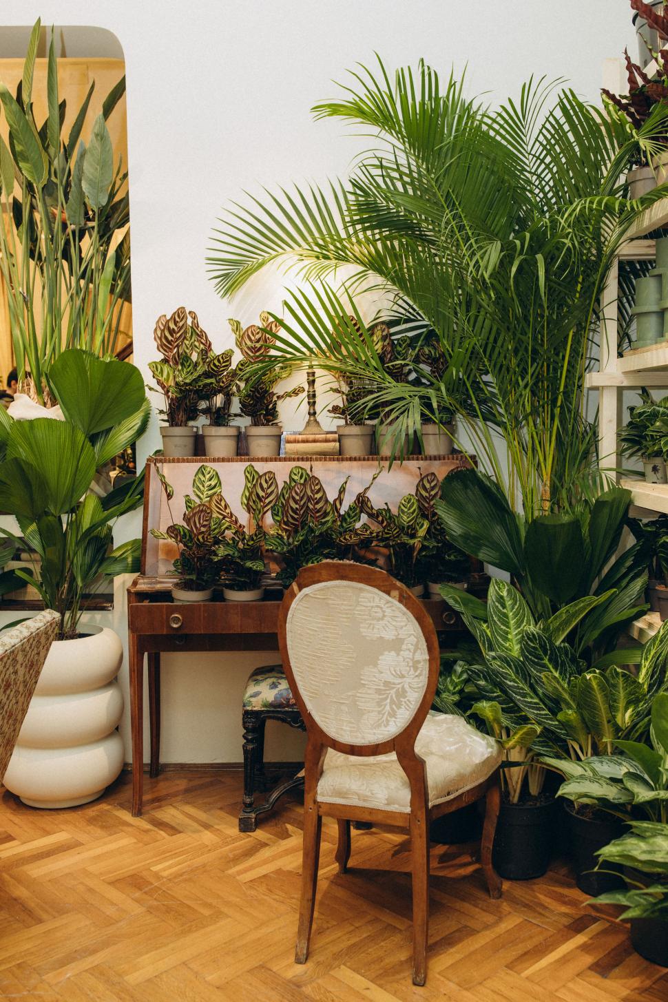 O vilă istorică din București, cu o poveste fascinantă, e virală după ce a fost umplută cu 1.000 de ghivece. Cum arată Casa Plantelor 1074861