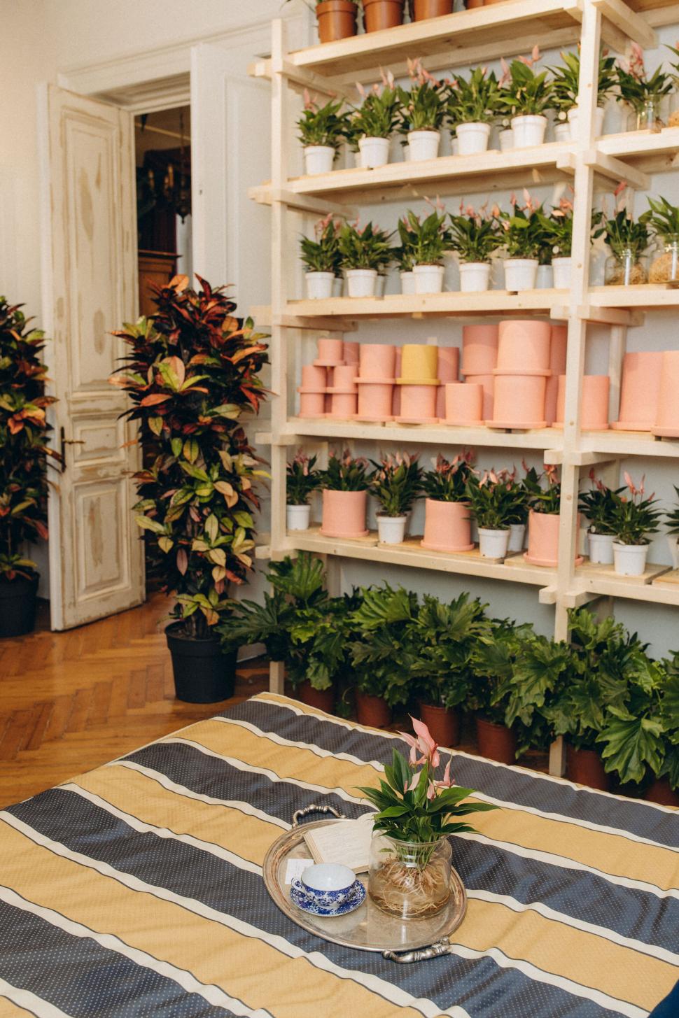 O vilă istorică din București, cu o poveste fascinantă, e virală după ce a fost umplută cu 1.000 de ghivece. Cum arată Casa Plantelor 1074868