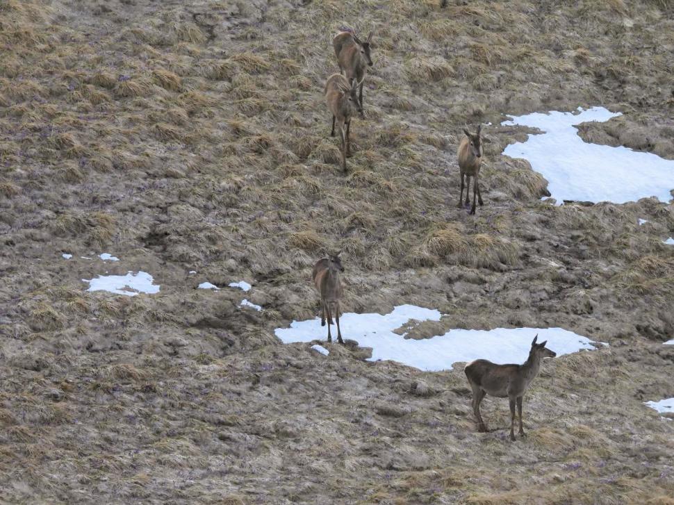 Imagini spectaculoase din Bucegi. Opt căprioare au fost surprinse în timp ce aleargă pe pajiște 1075051