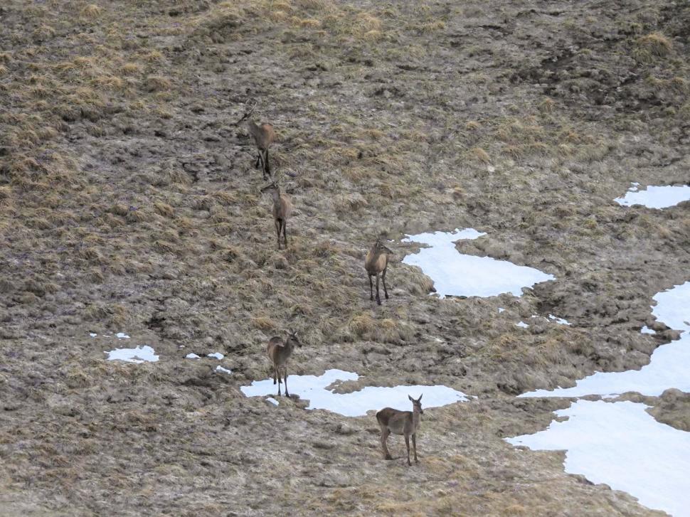 Imagini spectaculoase din Bucegi. Opt căprioare au fost surprinse în timp ce aleargă pe pajiște 1075052