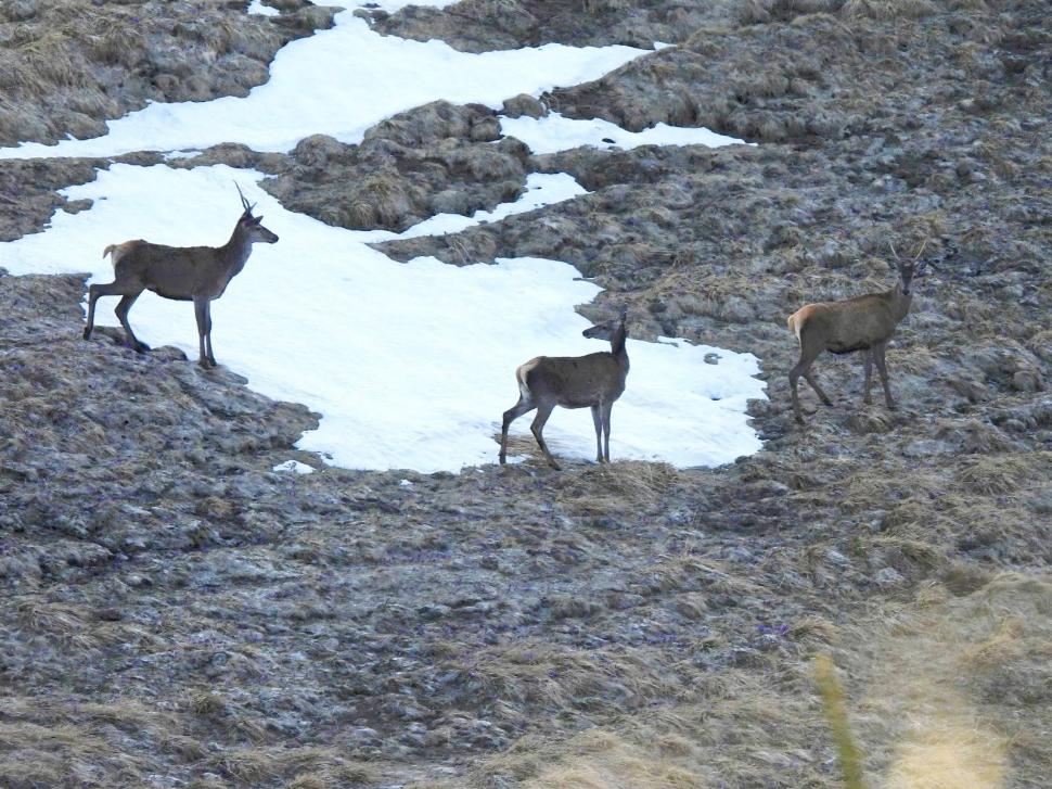 Imagini spectaculoase din Bucegi. Opt căprioare au fost surprinse în timp ce aleargă pe pajiște 1075053