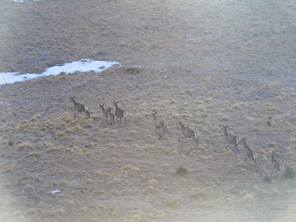 Imagini spectaculoase din Bucegi. Opt căprioare au fost surprinse în timp ce aleargă pe pajiște 1075057