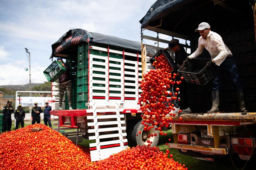 Marea bătaie cu roșii Tomatina din Columbia 2026: Imaginile distracției, cu zeci de mii de localnici și turiști împroșcați cu „bulion” 1075106