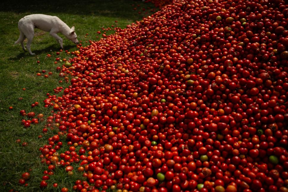 Marea bătaie cu roșii Tomatina din Columbia 2026: Imaginile distracției, cu zeci de mii de localnici și turiști împroșcați cu „bulion” 1075112