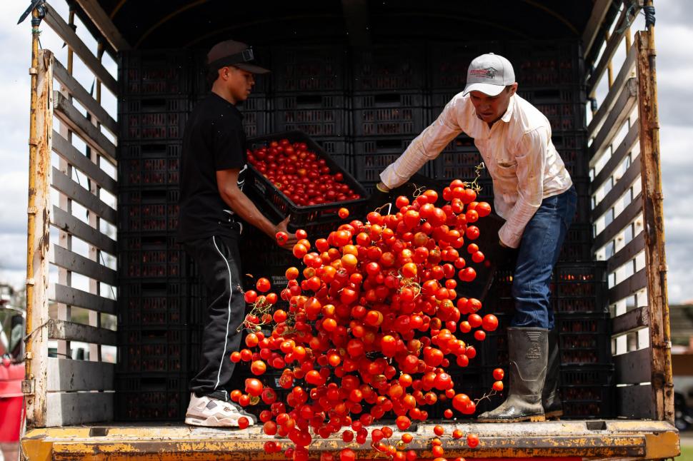 Marea bătaie cu roșii Tomatina din Columbia 2026: Imaginile distracției, cu zeci de mii de localnici și turiști împroșcați cu „bulion” 1075113