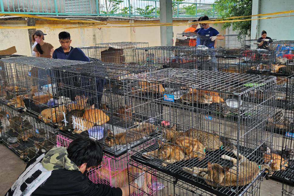 400 de pisici au fost salvate în Vietnam. Animalele fuseseră furate de la stăpânii pentru a fi mâncate 1077620