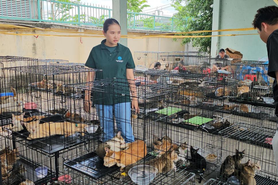 400 de pisici au fost salvate în Vietnam. Animalele fuseseră furate de la stăpânii pentru a fi mâncate 1077621