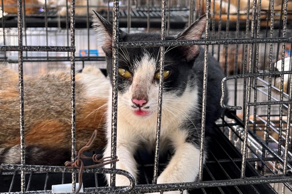 400 de pisici au fost salvate în Vietnam. Animalele fuseseră furate de la stăpânii pentru a fi mâncate 1077623