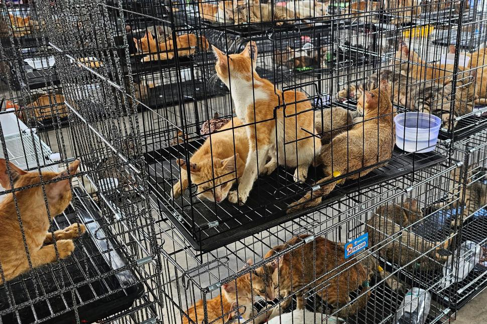 400 de pisici au fost salvate în Vietnam. Animalele fuseseră furate de la stăpânii pentru a fi mâncate 1077624