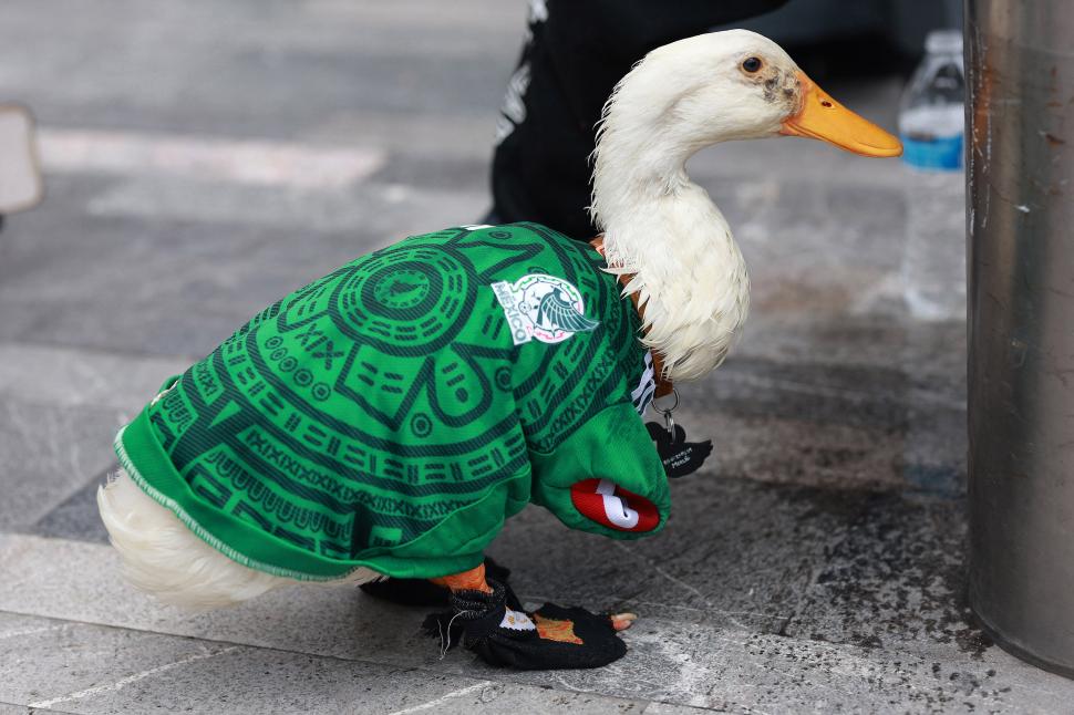 Rățoiul Merlin preia în secret rolul de mascotă a Cupei Mondiale. A ajuns viral după ce s-a plimbat prin capitală cu tricoul Mexicului 1077657