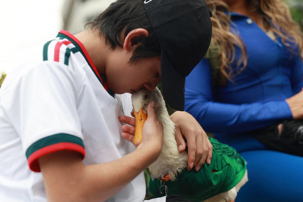 Rățoiul Merlin preia în secret rolul de mascotă a Cupei Mondiale. A ajuns viral după ce s-a plimbat prin capitală cu tricoul Mexicului 1077659