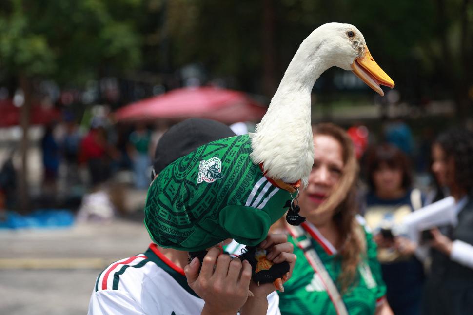 Rățoiul Merlin preia în secret rolul de mascotă a Cupei Mondiale. A ajuns viral după ce s-a plimbat prin capitală cu tricoul Mexicului 1077660