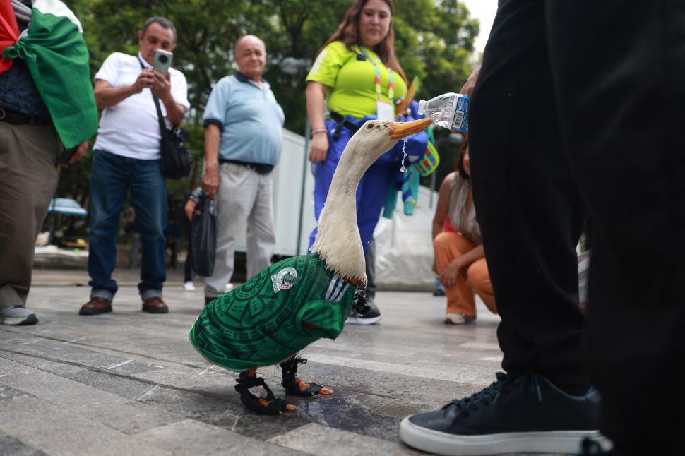 Rățoiul Merlin preia în secret rolul de mascotă a Cupei Mondiale. A ajuns viral după ce s-a plimbat prin capitală cu tricoul Mexicului 1077661