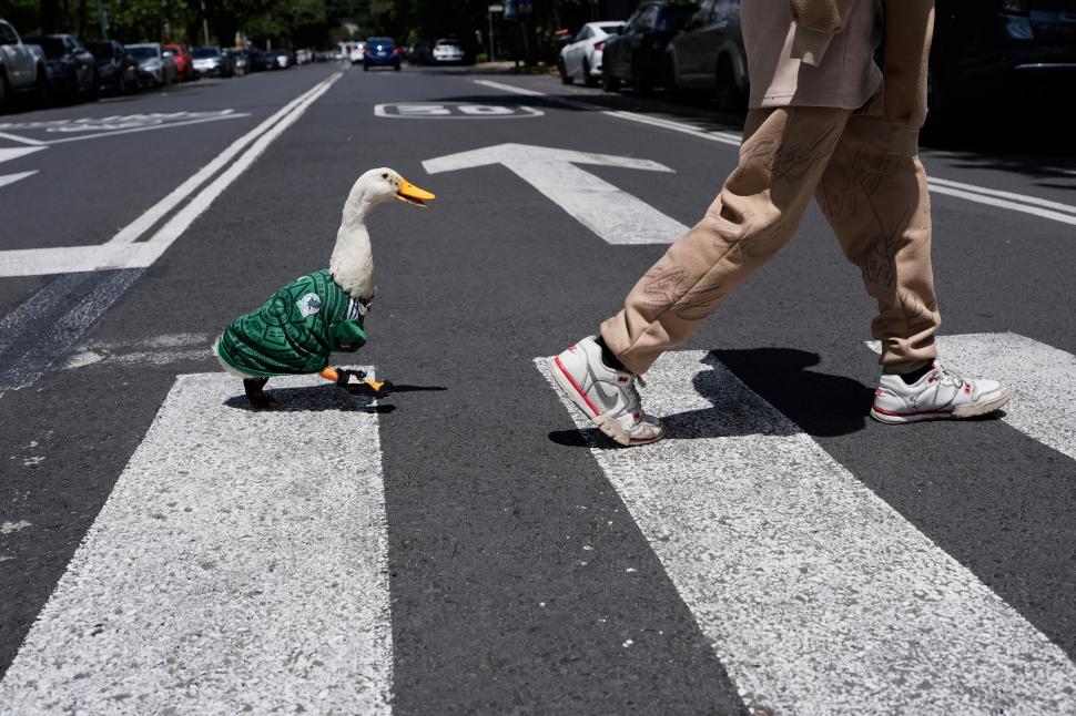 Rățoiul Merlin preia în secret rolul de mascotă a Cupei Mondiale. A ajuns viral după ce s-a plimbat prin capitală cu tricoul Mexicului 1077662