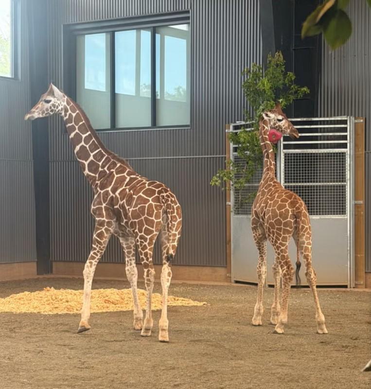 Cazul ciudat al puilor de girafă înalți de 2 metri care au dispărut fără urmă dintr-un zoo. Au fost găsiți după aproape un an 1078601