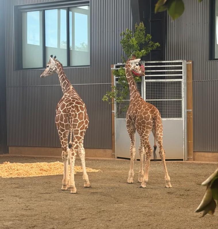 Cazul ciudat al puilor de girafă înalți de 2 metri care au dispărut fără urmă dintr-un zoo. Au fost găsiți după aproape un an 1078602