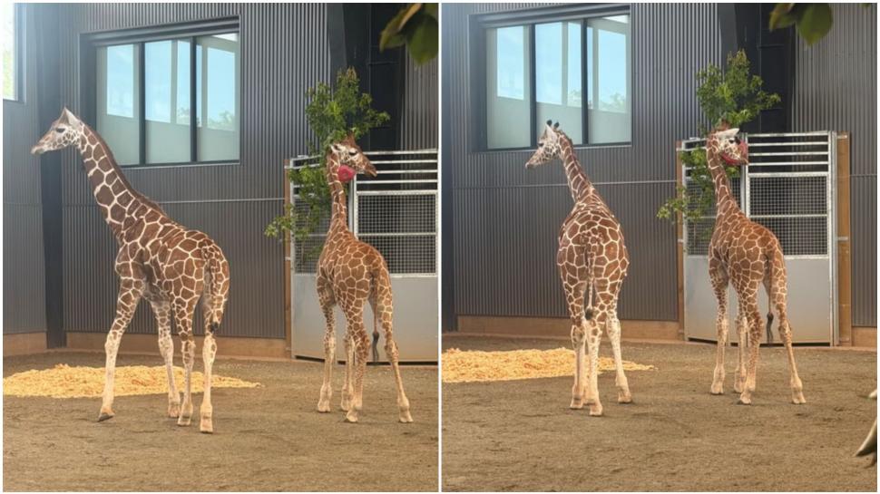 Cazul ciudat al puilor de girafă înalți de 2 metri care au dispărut fără urmă dintr-un zoo. Au fost găsiți după aproape un an 1078603