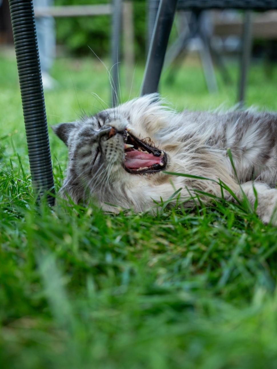Prima cafenea cu pisici Maine Coon din România se deschide în București: Cum arată locul inedit cu „uriașe blânde” 1078416