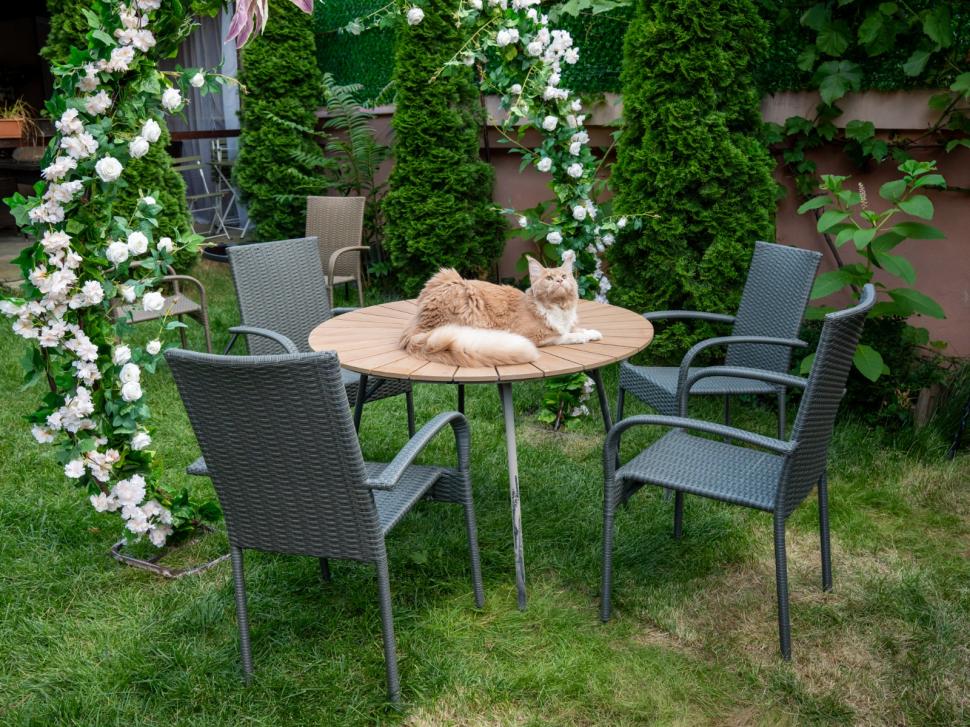 Prima cafenea cu pisici Maine Coon din România se deschide în București: Cum arată locul inedit cu „uriașe blânde” 1078417