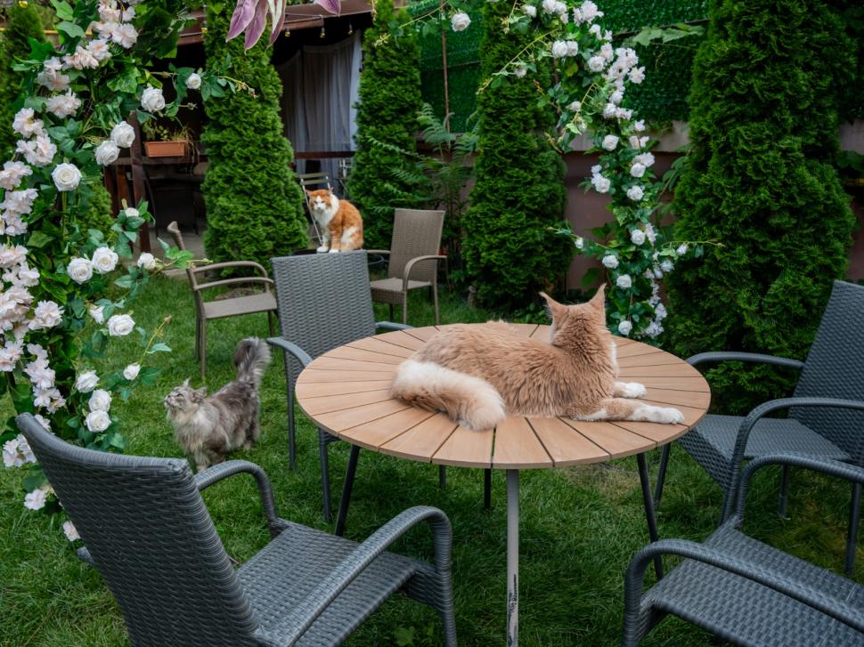 Prima cafenea cu pisici Maine Coon din România se deschide în București: Cum arată locul inedit cu „uriașe blânde” 1078418