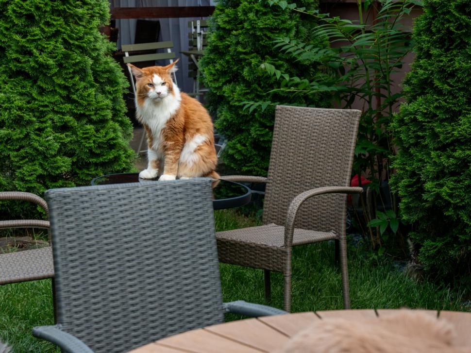 Prima cafenea cu pisici Maine Coon din România se deschide în București: Cum arată locul inedit cu „uriașe blânde” 1078419