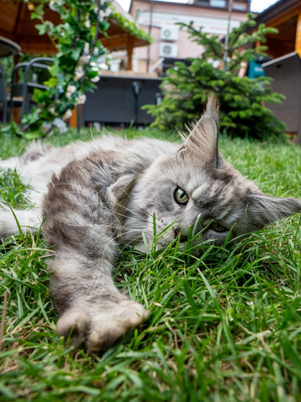 Prima cafenea cu pisici Maine Coon din România se deschide în București: Cum arată locul inedit cu „uriașe blânde” 1078420