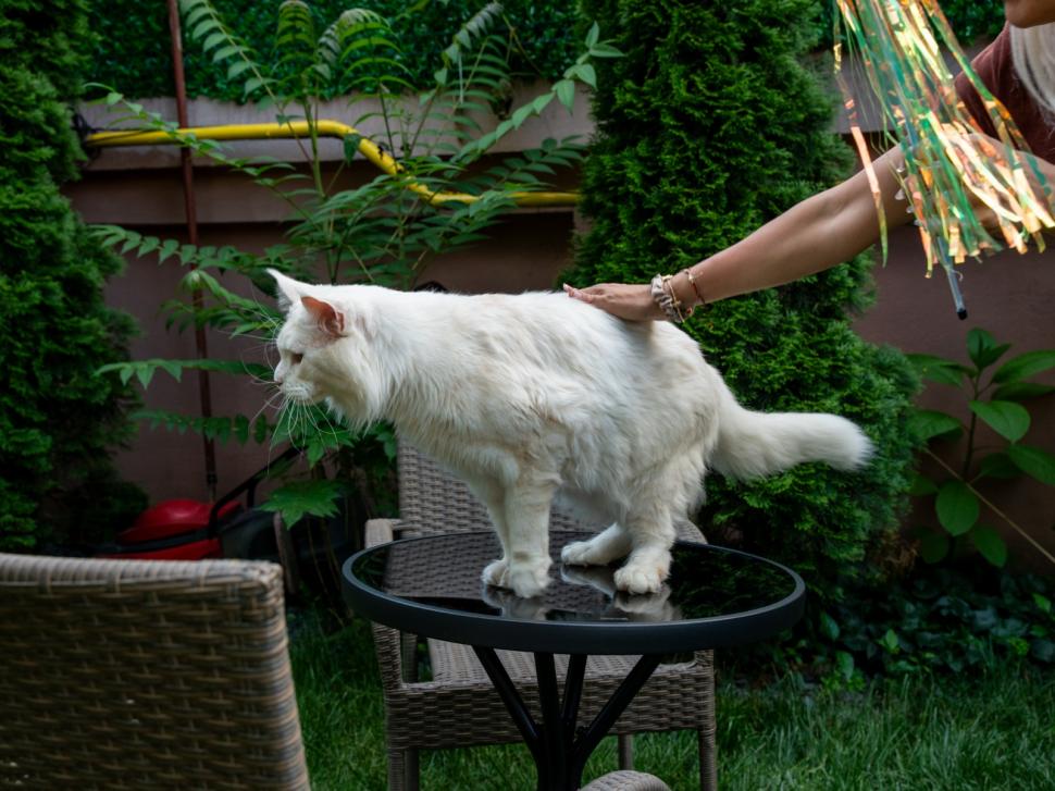 Prima cafenea cu pisici Maine Coon din România se deschide în București: Cum arată locul inedit cu „uriașe blânde” 1078421