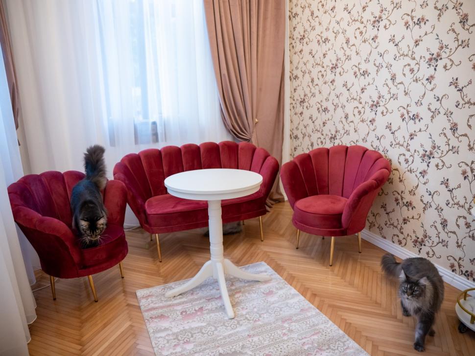 Prima cafenea cu pisici Maine Coon din România se deschide în București: Cum arată locul inedit cu „uriașe blânde” 1078422