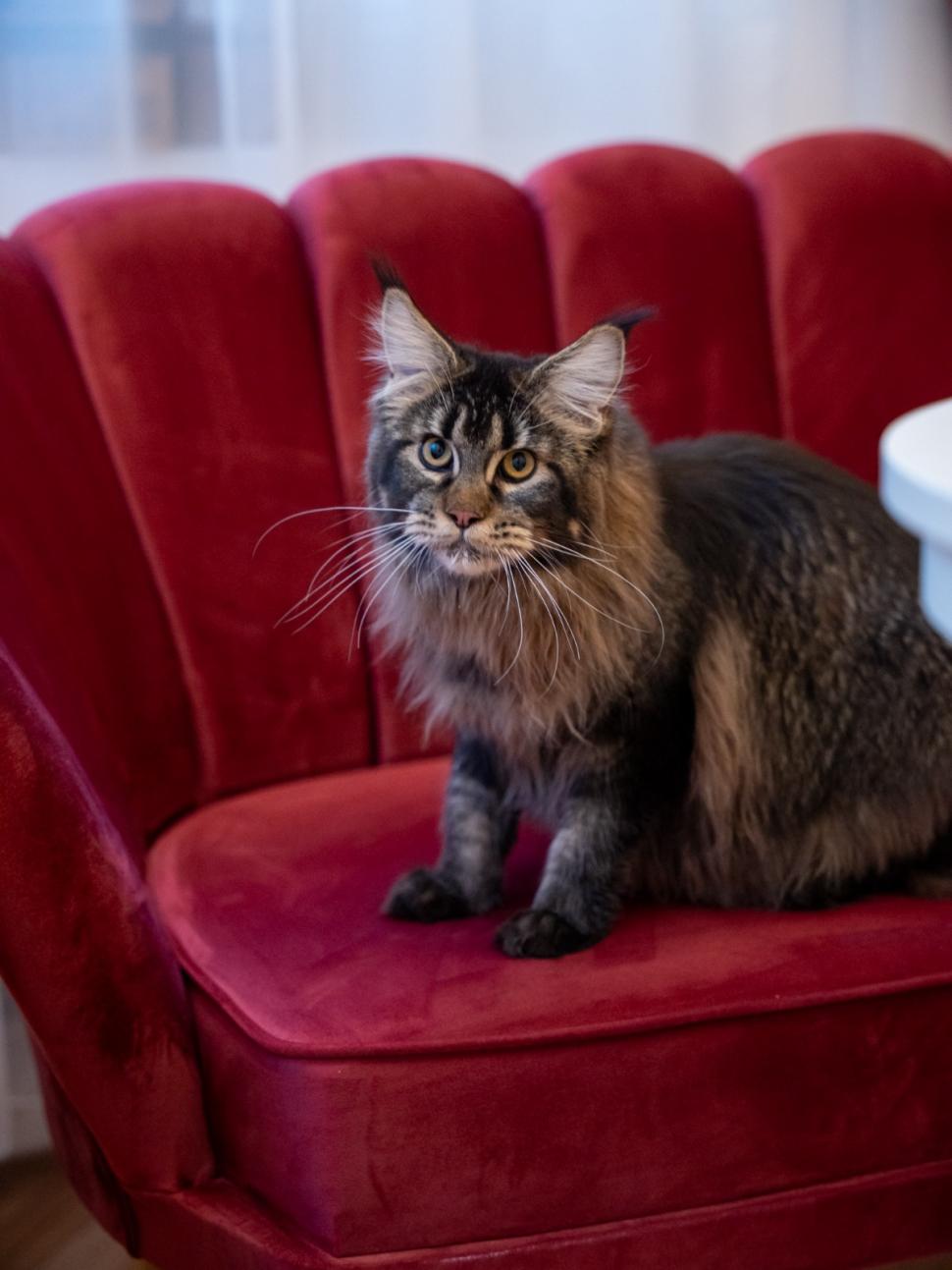 Prima cafenea cu pisici Maine Coon din România se deschide în București: Cum arată locul inedit cu „uriașe blânde” 1078423