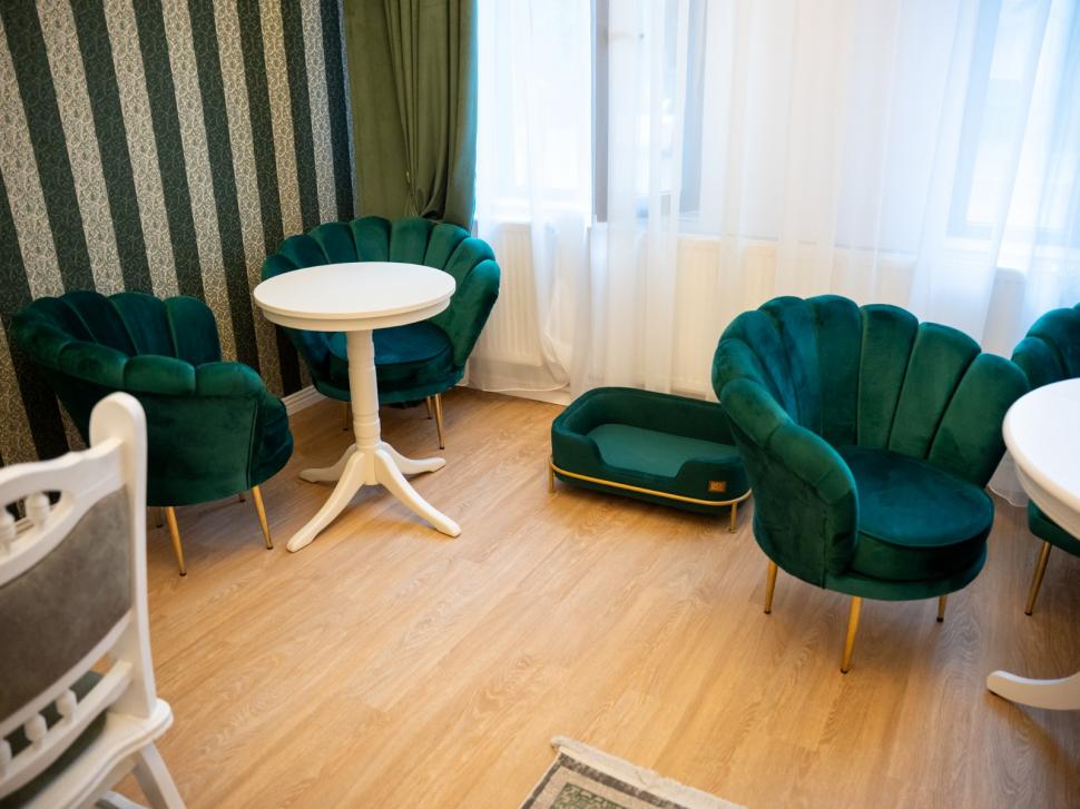 Prima cafenea cu pisici Maine Coon din România se deschide în București: Cum arată locul inedit cu „uriașe blânde” 1078424