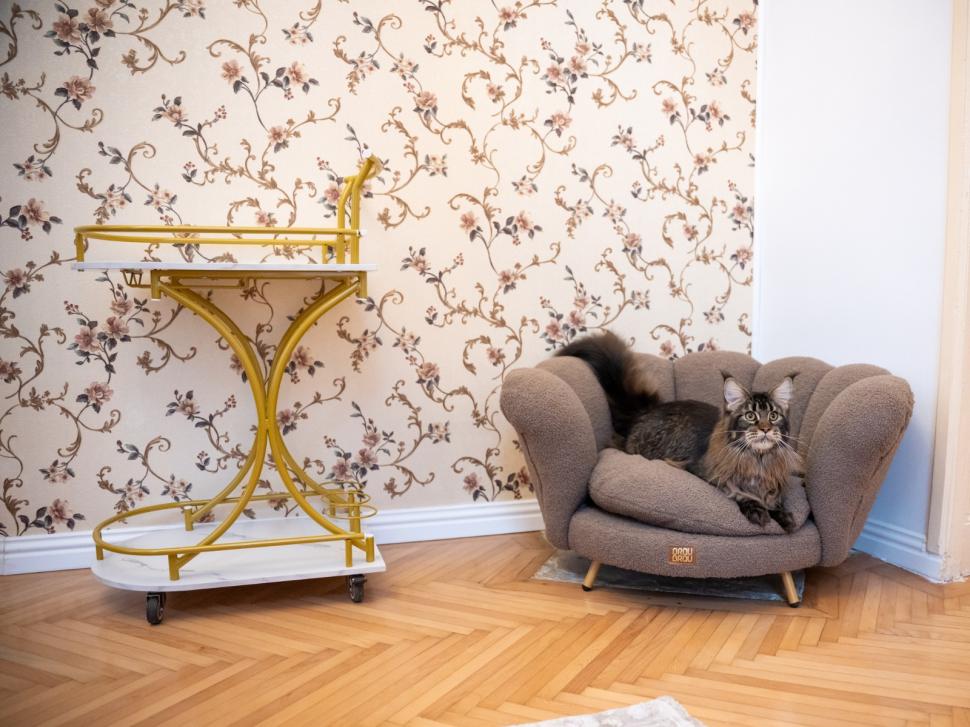 Prima cafenea cu pisici Maine Coon din România se deschide în București: Cum arată locul inedit cu „uriașe blânde” 1078425