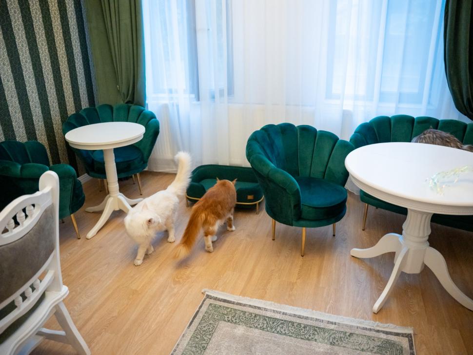 Prima cafenea cu pisici Maine Coon din România se deschide în București: Cum arată locul inedit cu „uriașe blânde” 1078426