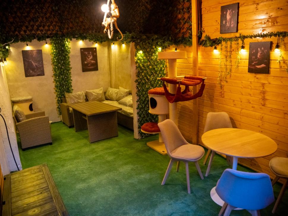 Prima cafenea cu pisici Maine Coon din România se deschide în București: Cum arată locul inedit cu „uriașe blânde” 1078428