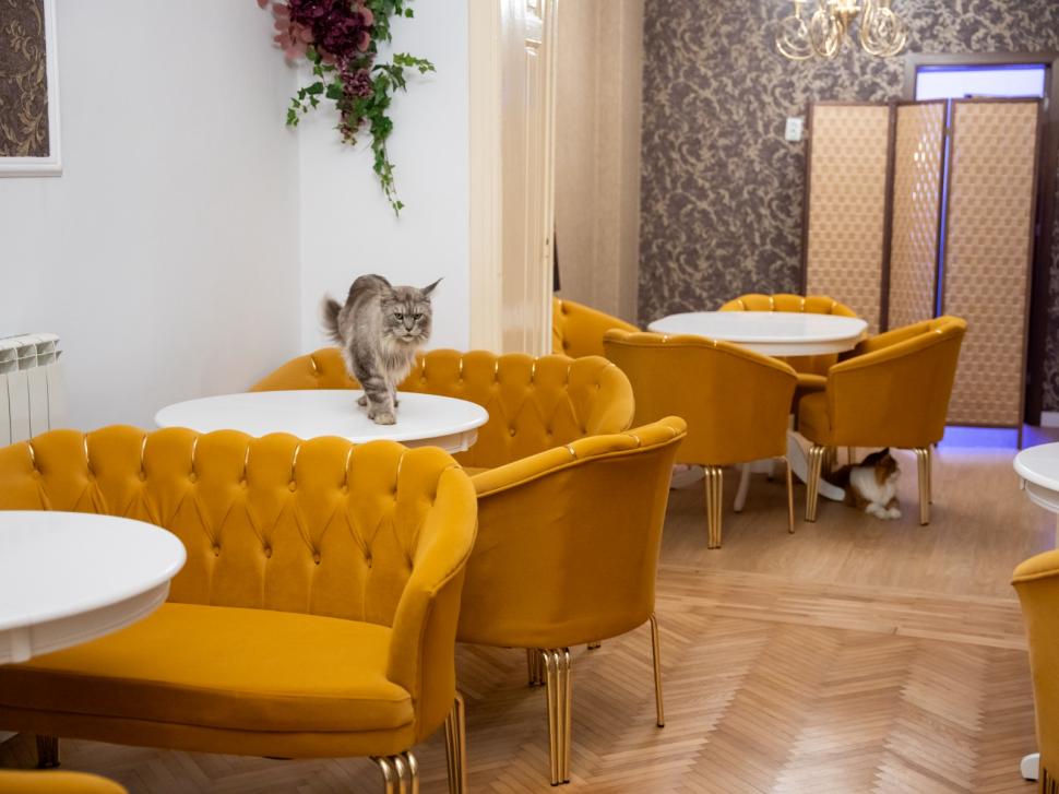 Prima cafenea cu pisici Maine Coon din România se deschide în București: Cum arată locul inedit cu „uriașe blânde” 1078429