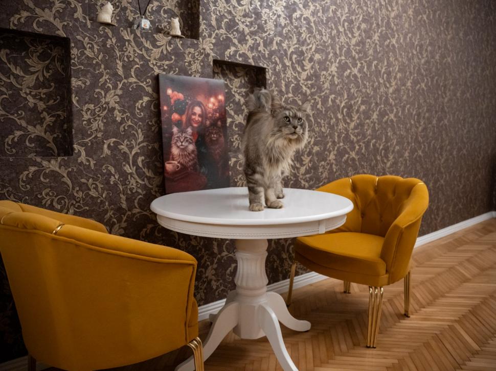 Prima cafenea cu pisici Maine Coon din România se deschide în București: Cum arată locul inedit cu „uriașe blânde” 1078430