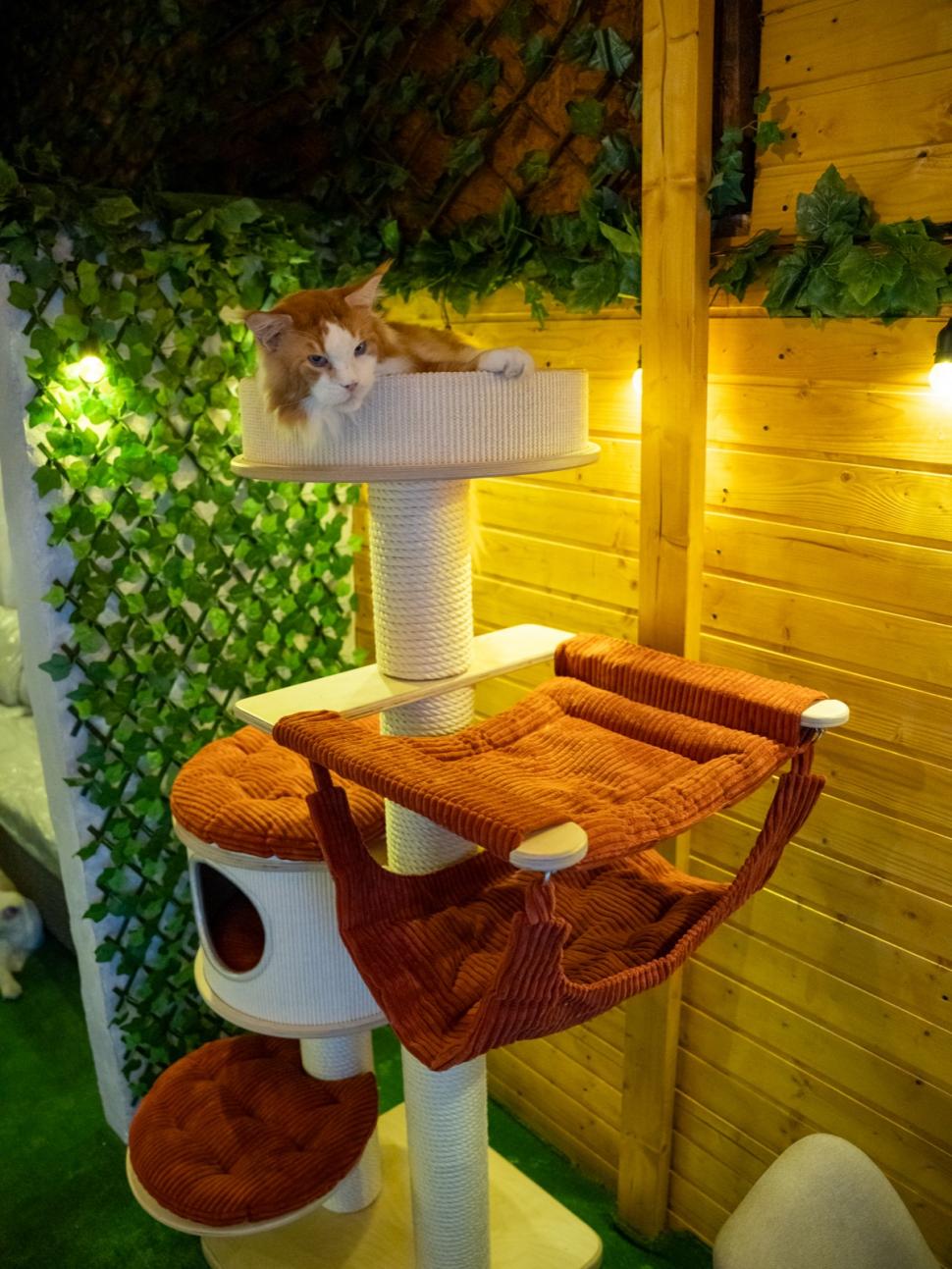 Prima cafenea cu pisici Maine Coon din România se deschide în București: Cum arată locul inedit cu „uriașe blânde” 1078468