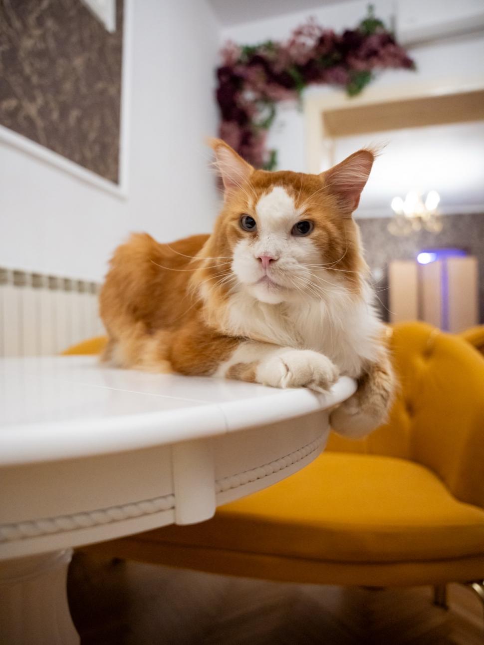 Prima cafenea cu pisici Maine Coon din România se deschide în București: Cum arată locul inedit cu „uriașe blânde” 1078469
