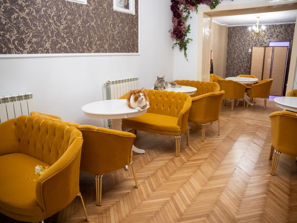 Prima cafenea cu pisici Maine Coon din România se deschide în București: Cum arată locul inedit cu „uriașe blânde” 1078470
