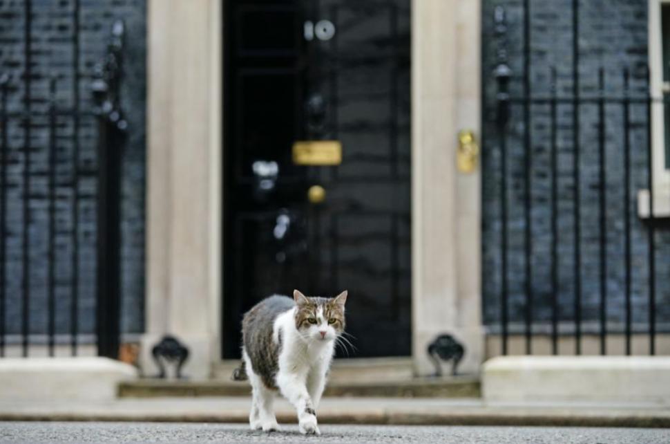 Adevăratul deținător al cheilor de la Downing Street 10. Larry a rezistat mai mult decât șase premieri, îl așteaptă pe al șaptelea 1078934