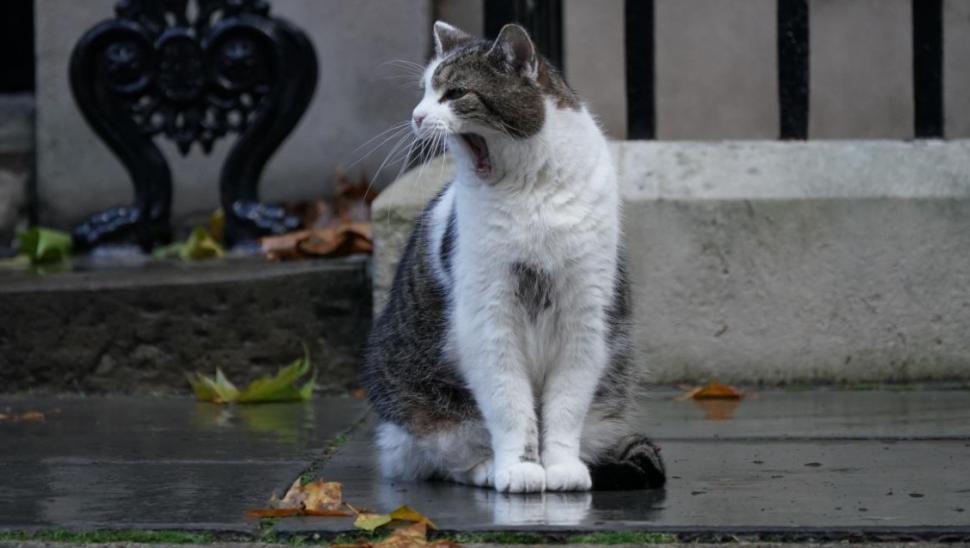 Adevăratul deținător al cheilor de la Downing Street 10. Larry a rezistat mai mult decât șase premieri, îl așteaptă pe al șaptelea 1078941