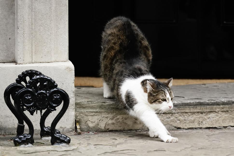 Adevăratul deținător al cheilor de la Downing Street 10. Larry a rezistat mai mult decât șase premieri, îl așteaptă pe al șaptelea 1078944