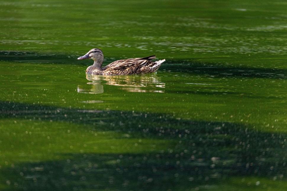 Bazinul reflectorizant din Washington va fi golit, după ce apa a devenit verde din cauza algelor. Trump acuză şi acte de vandalism 1079100