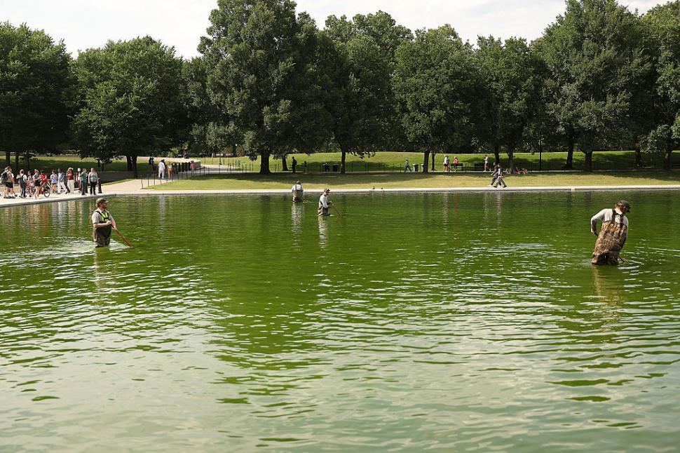 Bazinul reflectorizant din Washington va fi golit, după ce apa a devenit verde din cauza algelor. Trump acuză şi acte de vandalism 1079102
